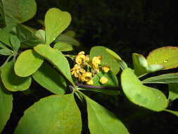 Image de Berberis koreana Palibin