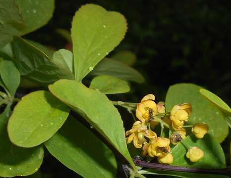 Image de Berberis koreana Palibin