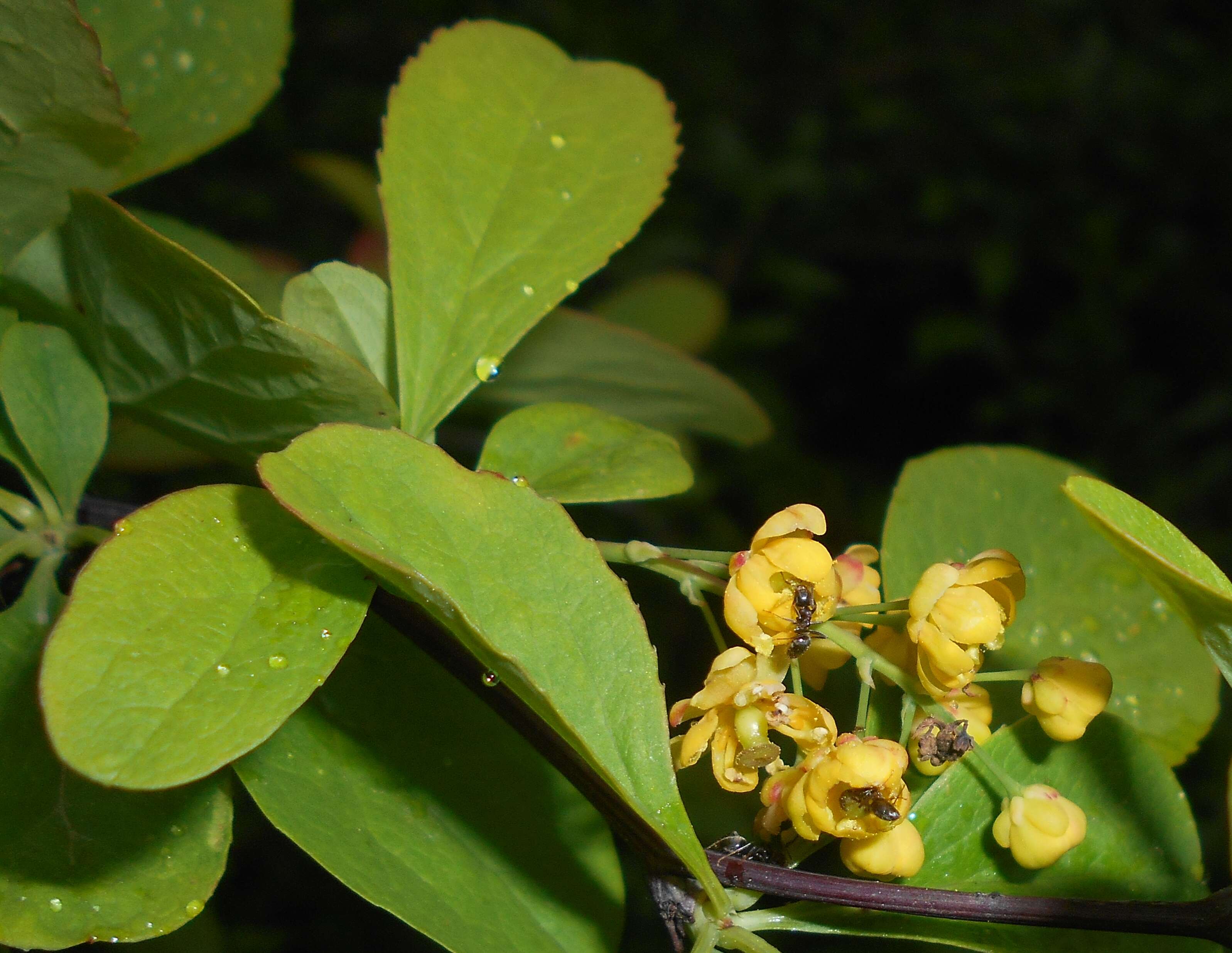 Image de Berberis koreana Palibin