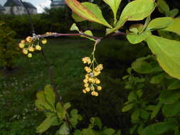 Image de Berberis koreana Palibin