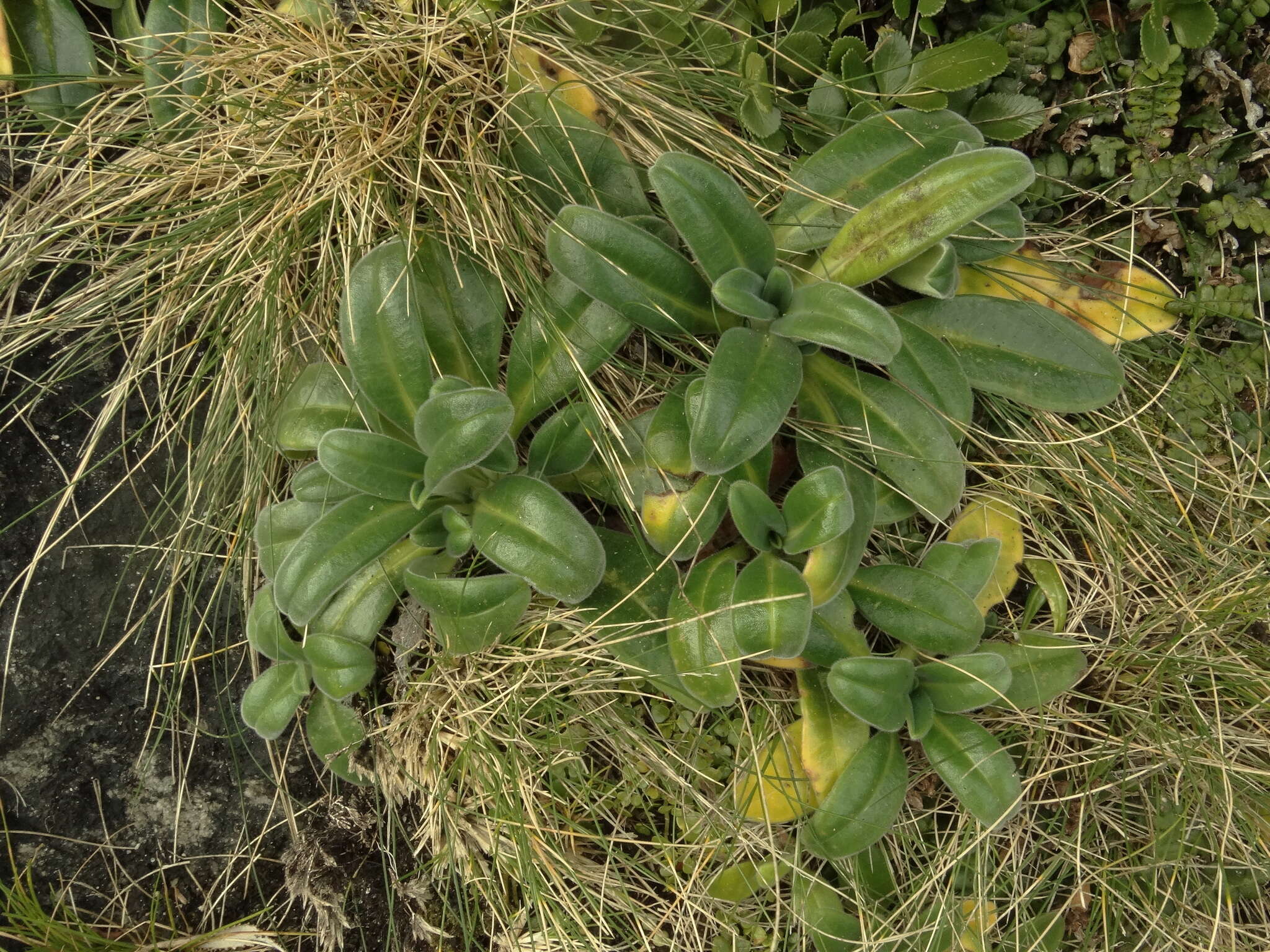 Image of Myosotis rakiura L. B. Moore