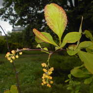 Image de Berberis koreana Palibin