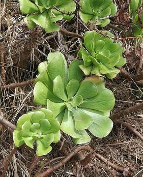 Image of Aeonium glutinosum (Ait.) Webb & Berth.