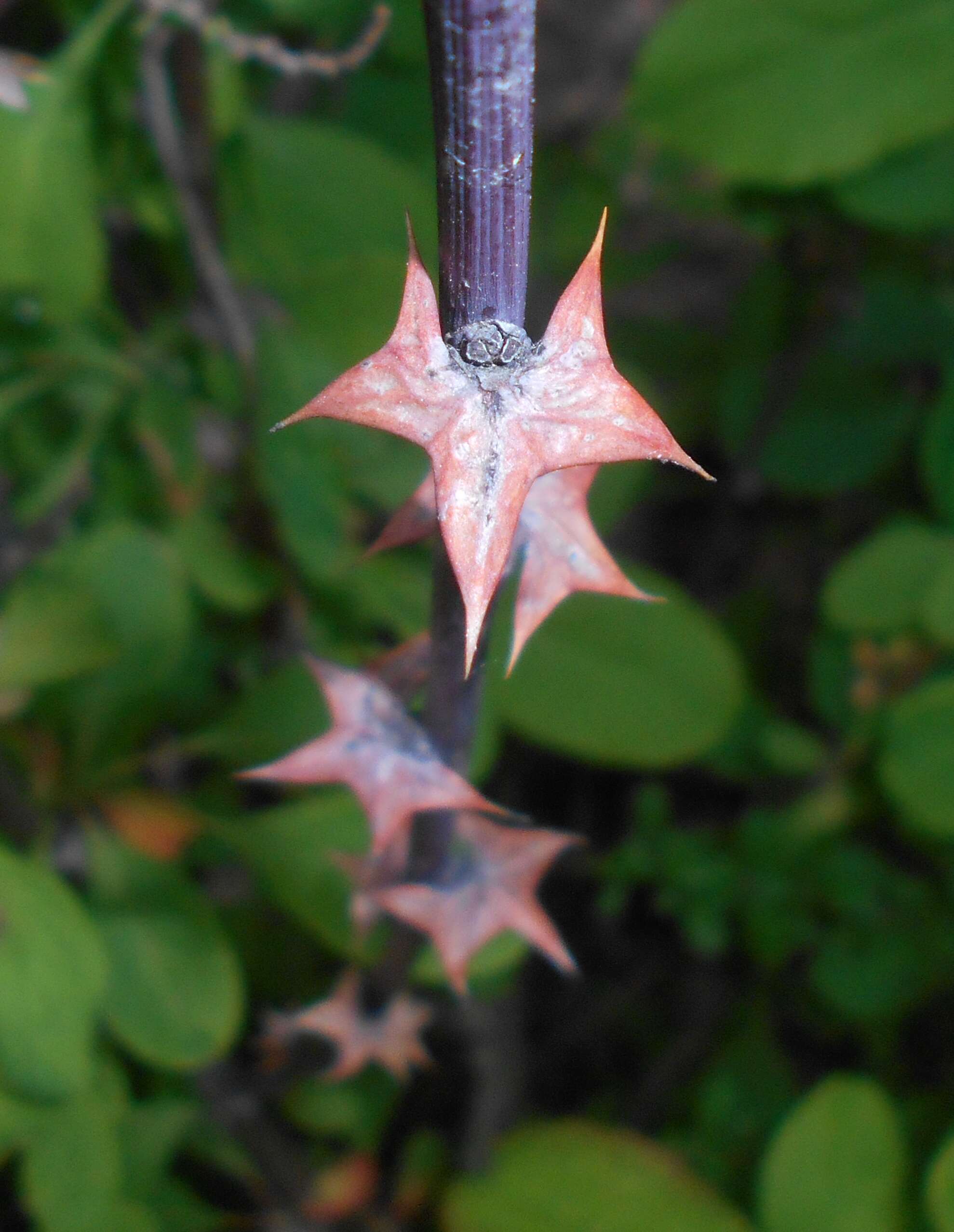 Image de Berberis koreana Palibin