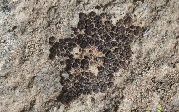 Image of cracked lichen