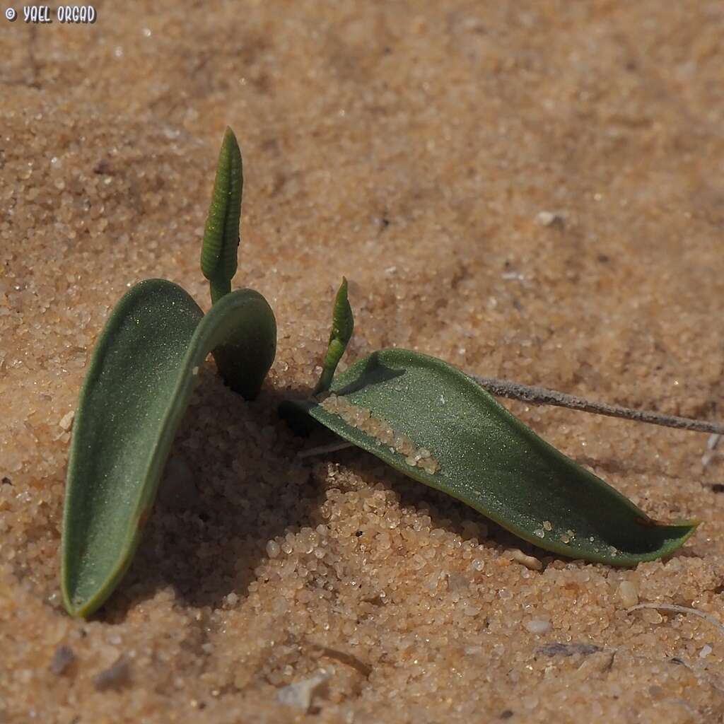 Image of tropical adderstongue