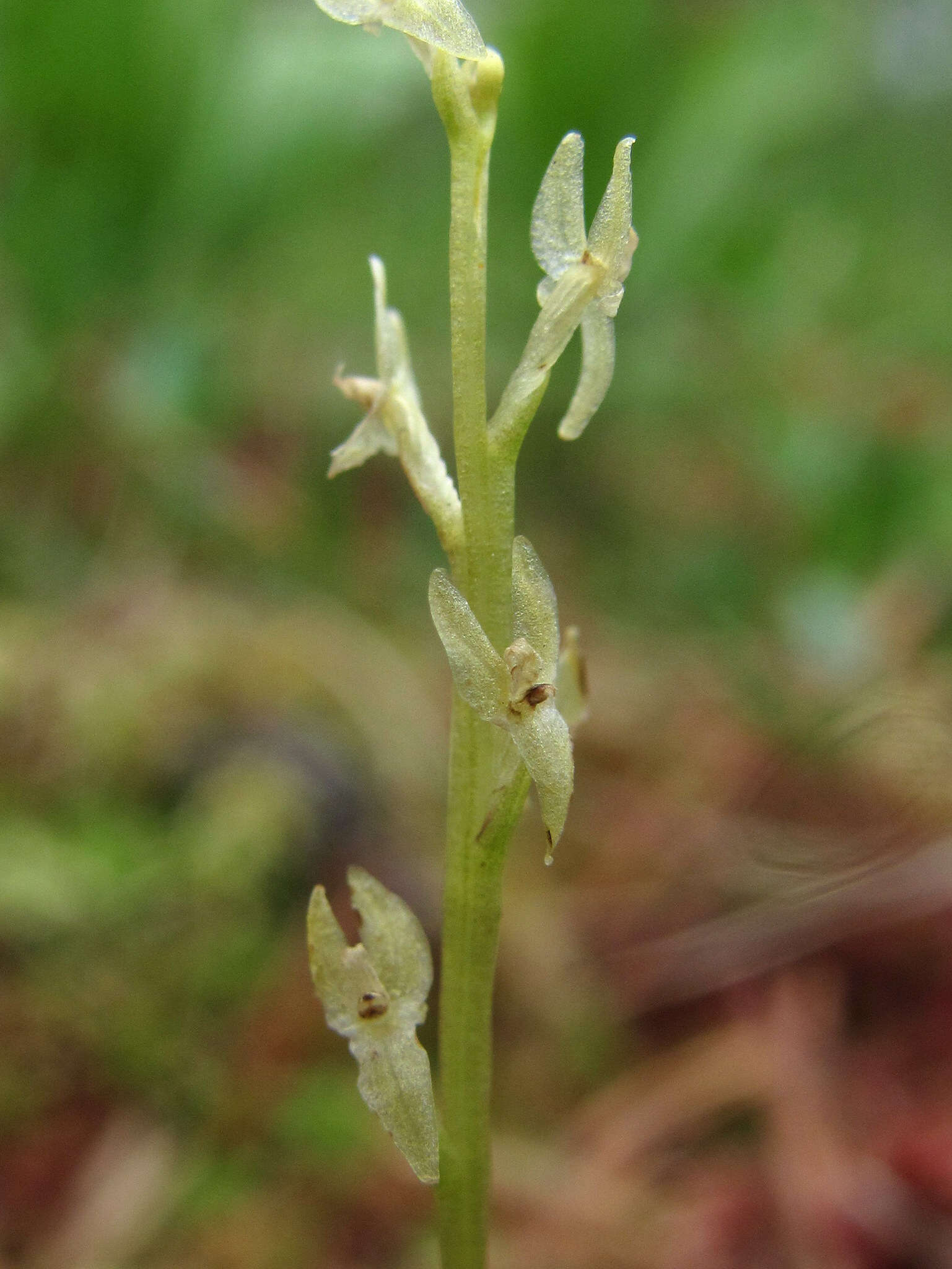 Image of Bog Orchid
