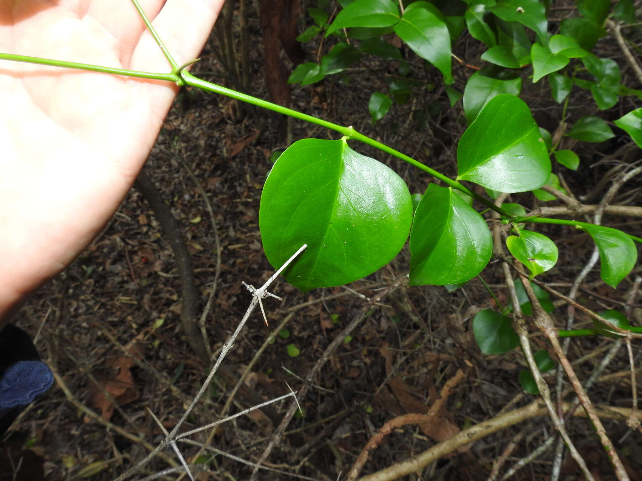 Image of Carissa ovata R. Br.