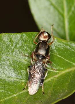 Image of Cephalochrysa calopa (Bigot 1879)