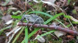 Image of New York Weevil