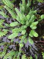 Image of Four-Leaf Mare's-Tail