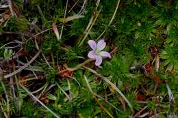 Sivun Geranium multipartitum Benth. kuva