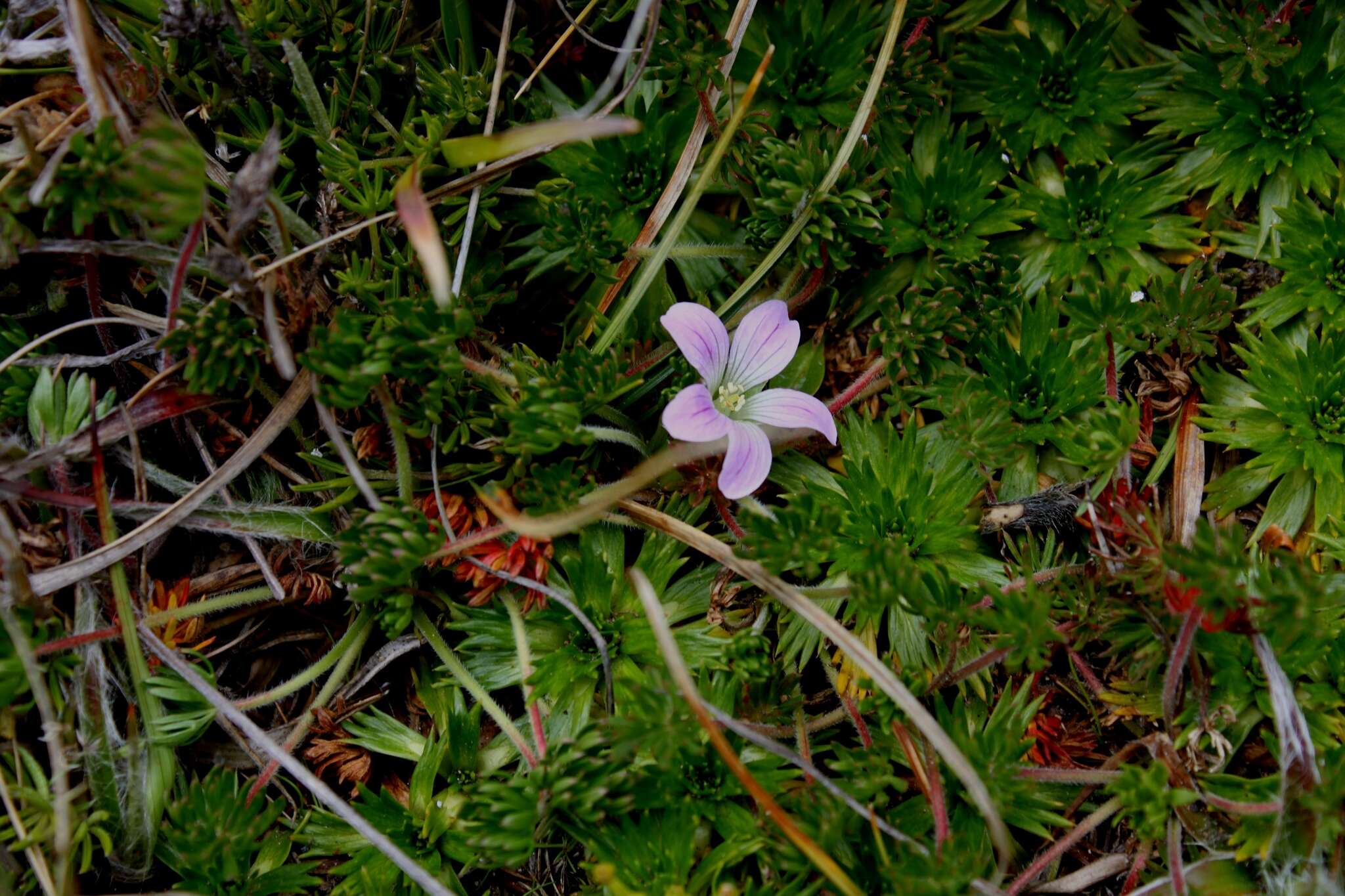 Sivun Geranium multipartitum Benth. kuva