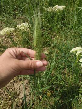 Image of mosquitograss