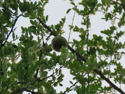 Image of Citrus lucida (Scheff.) Mabb.