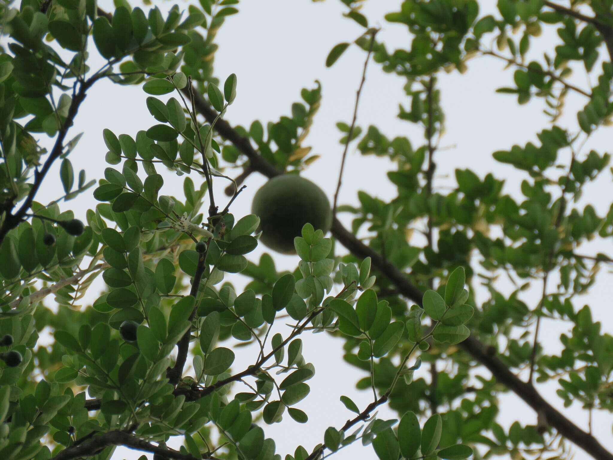 Image of Citrus lucida (Scheff.) Mabb.