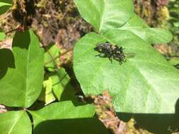 صورة Laphria columbica Walker 1866