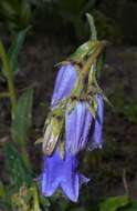 Image of Bearded Bellflower