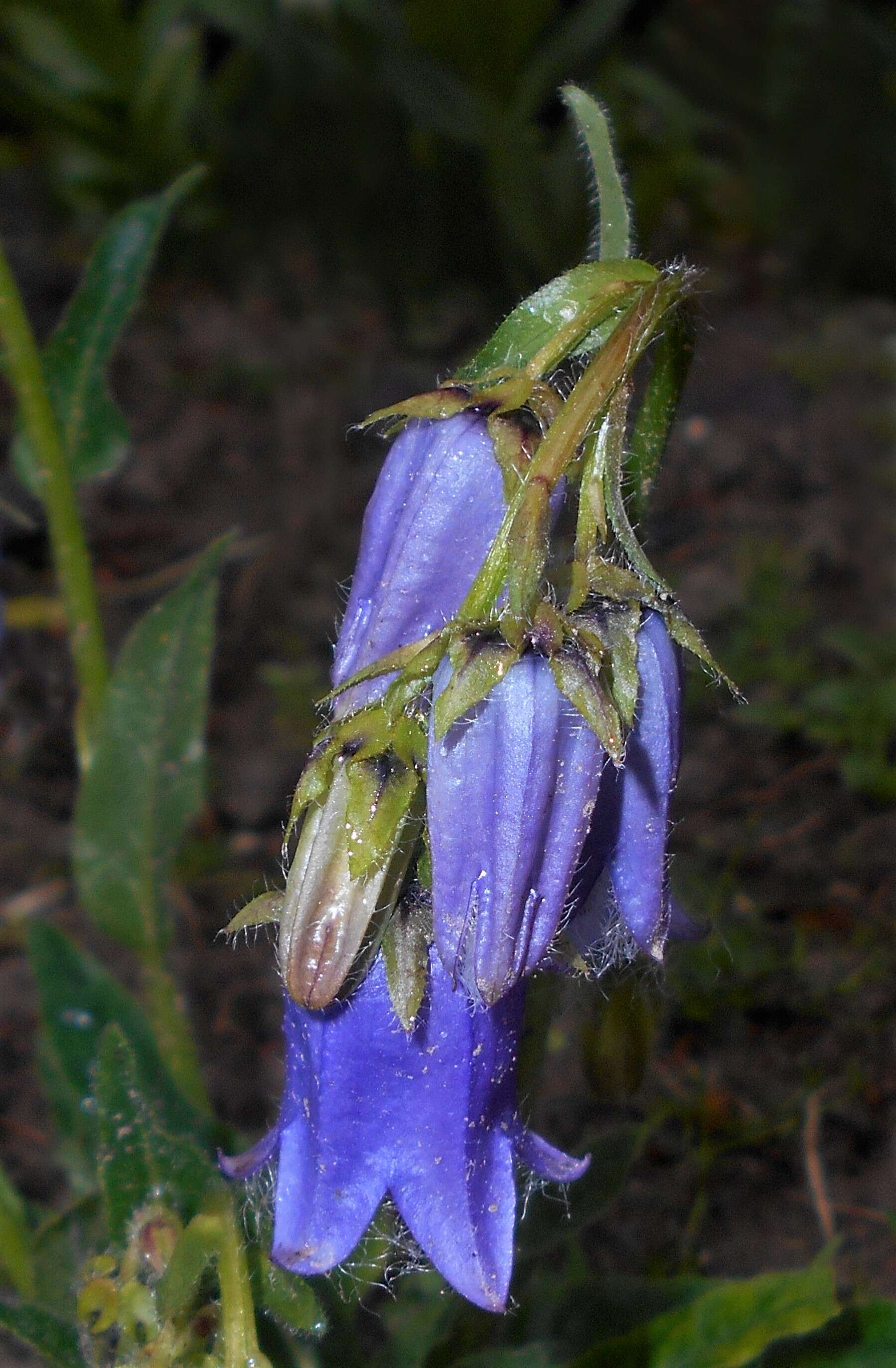 Image of Bearded Bellflower