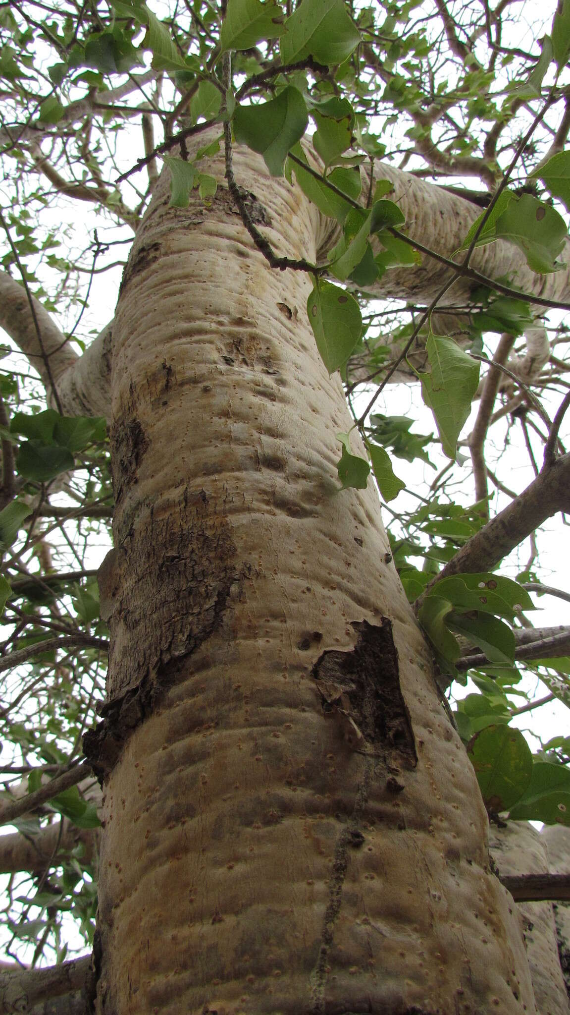 Image of Sapium argutum (Müll. Arg.) Huber