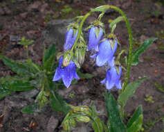 Image of Bearded Bellflower