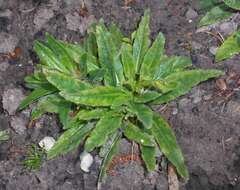 Image of Bearded Bellflower