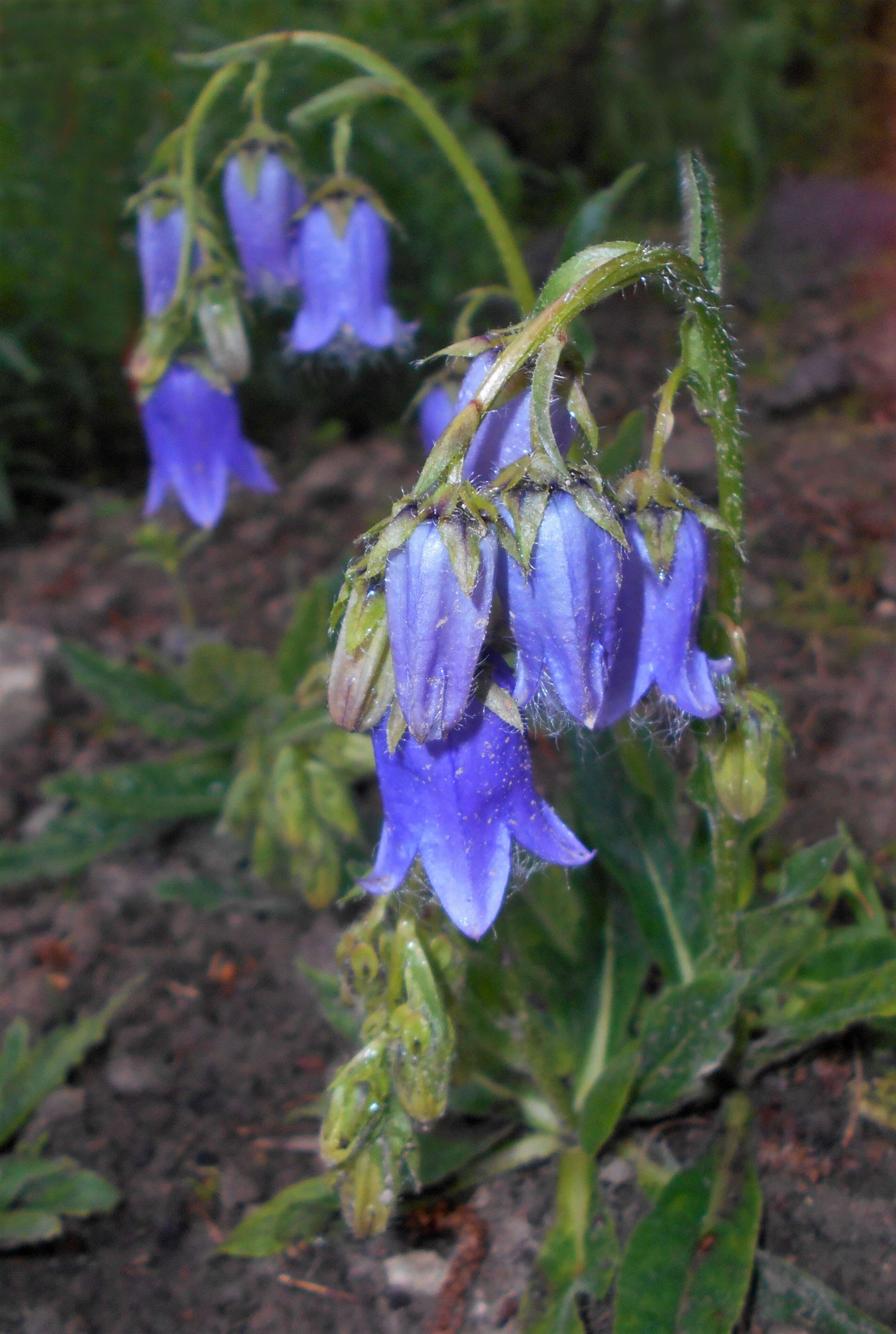 Image of Bearded Bellflower