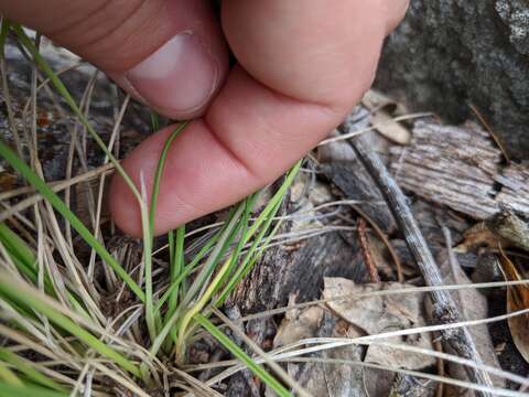 Image of Guadalupe fescue