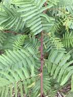 Image of Mimosa tenuiflora (Willd.) Poir.