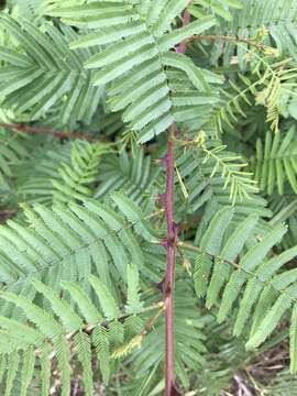 Image of Mimosa tenuiflora (Willd.) Poir.