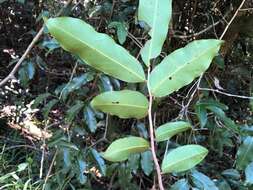 Image of Uvaria leichhardtii (F. Muell.) L. L. Zhou, Y. C. F. Su & R. M. K. Sau