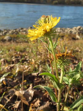 Image of British yellowhead