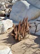 Image of Aloe asperifolia A. Berger