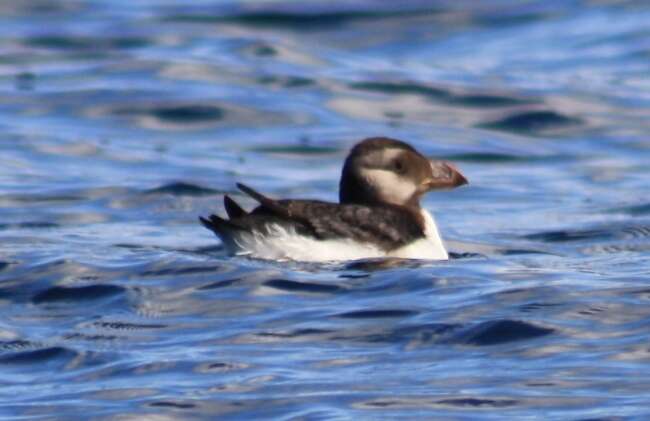 Image of Horned Puffin