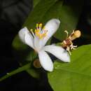 Image of Citrus reticulata