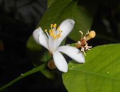 Image of Citrus reticulata