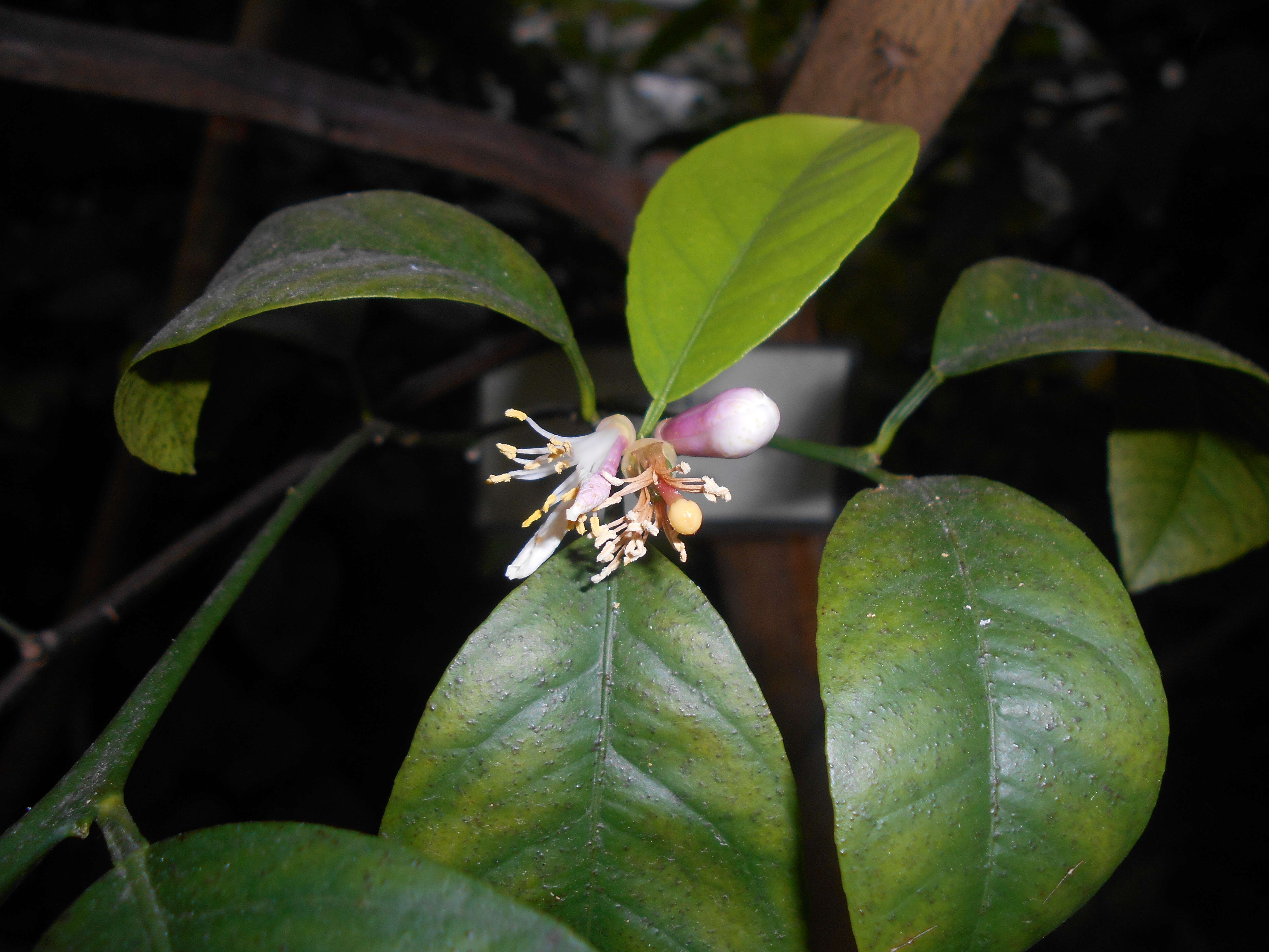 Image of Citrus reticulata