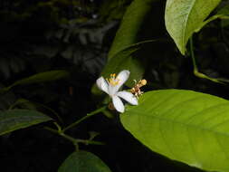 Image of Citrus reticulata