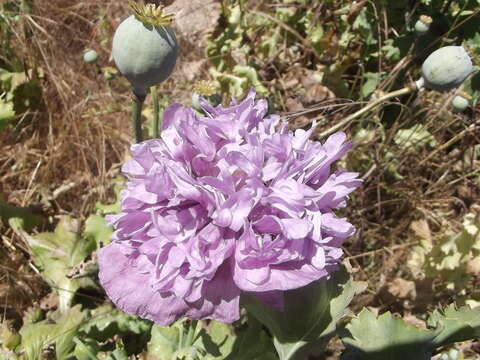 Image de Papaver somniferum subsp. somniferum