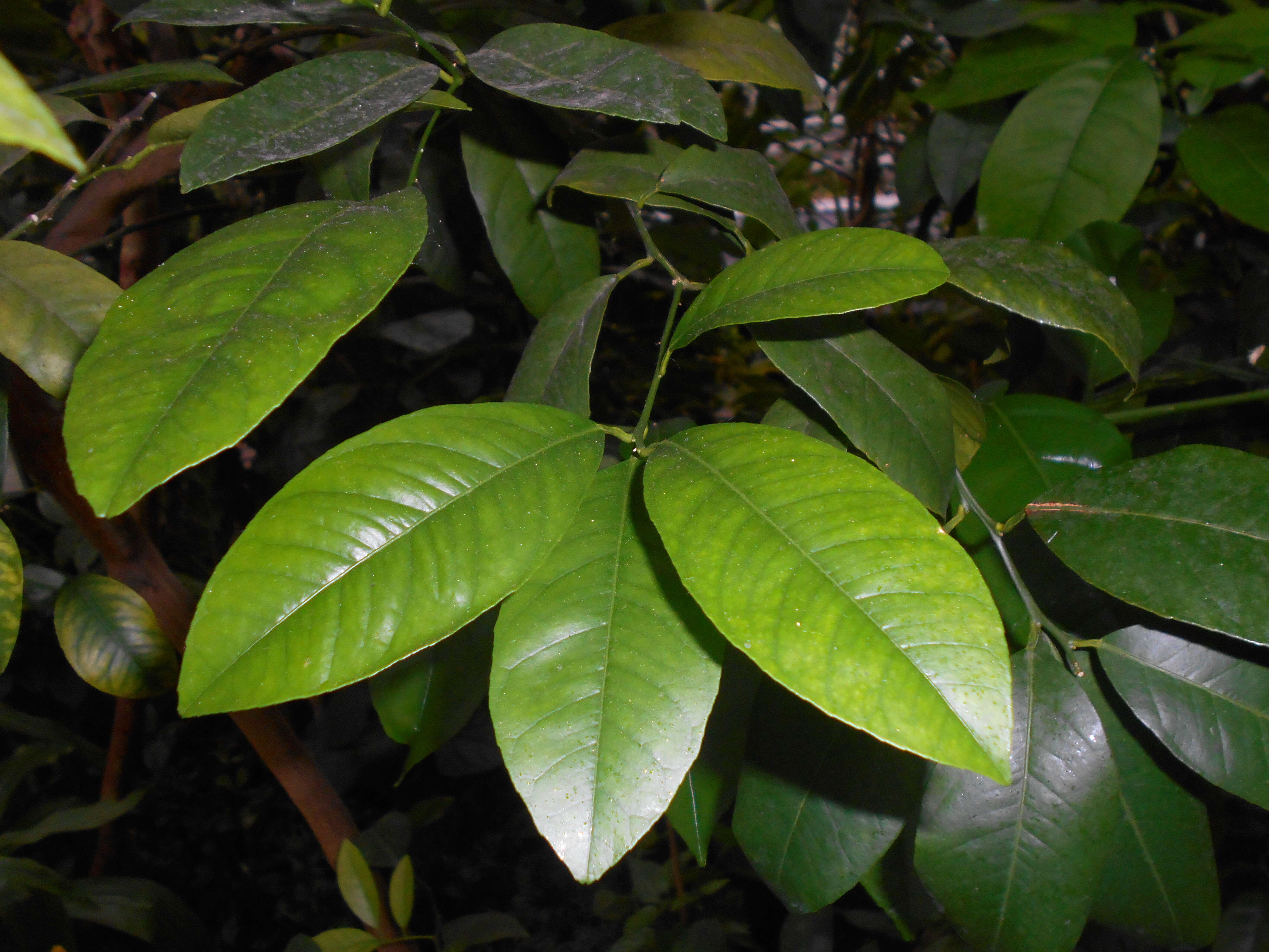 Image of Citrus reticulata