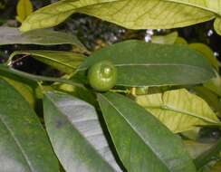 Image of Citrus reticulata