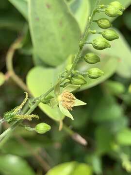 Image of Tragia capensis Thunb.