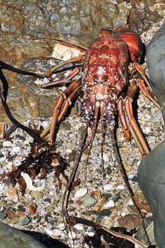 Image of Longlegged Spiny Lobster