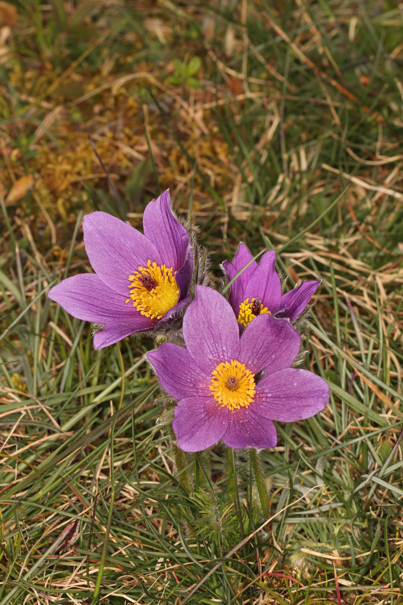 Imagem de Pulsatilla vulgaris Miller