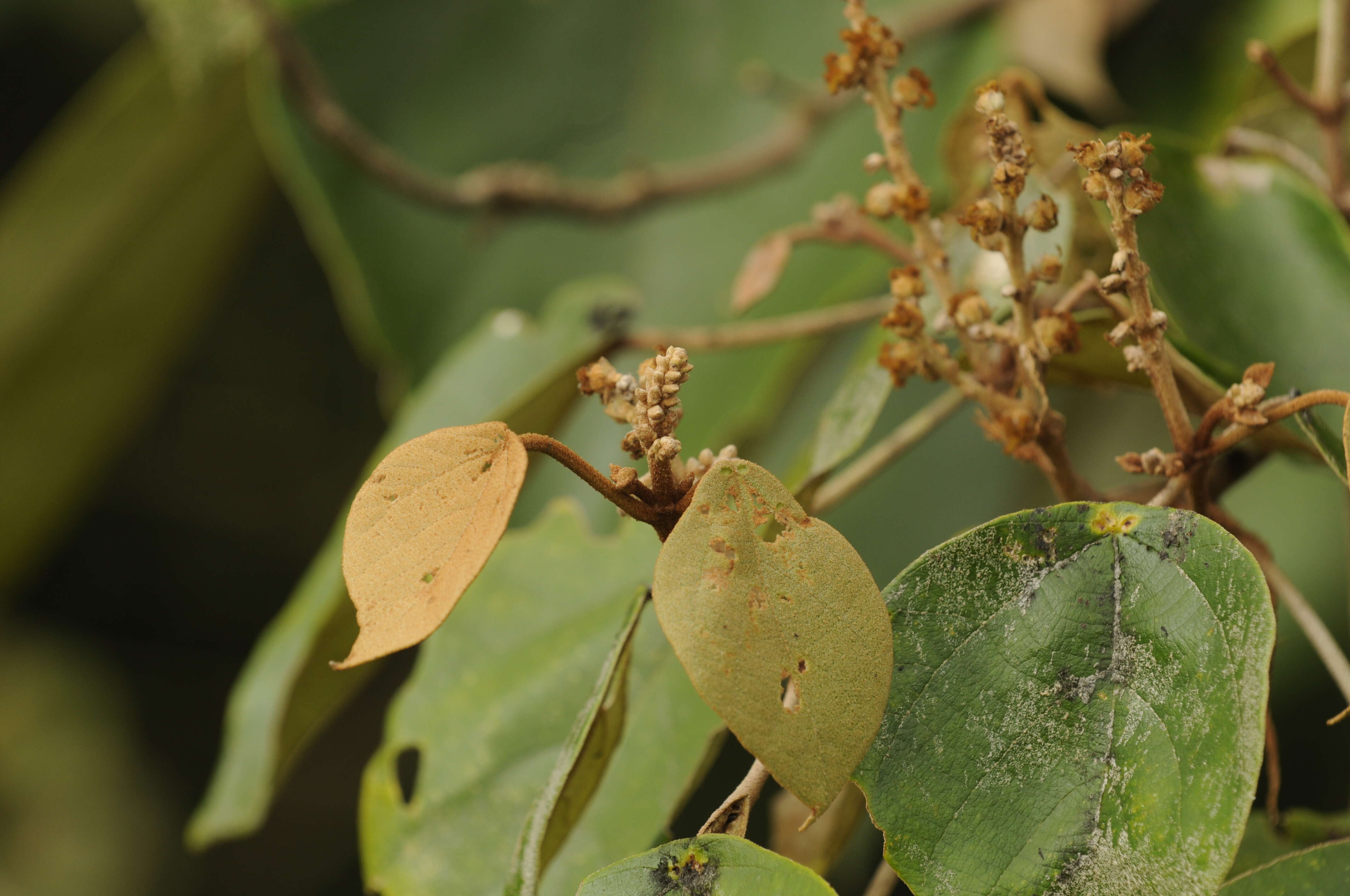 Sivun Mallotus tetracoccus (Roxb.) Kurz kuva