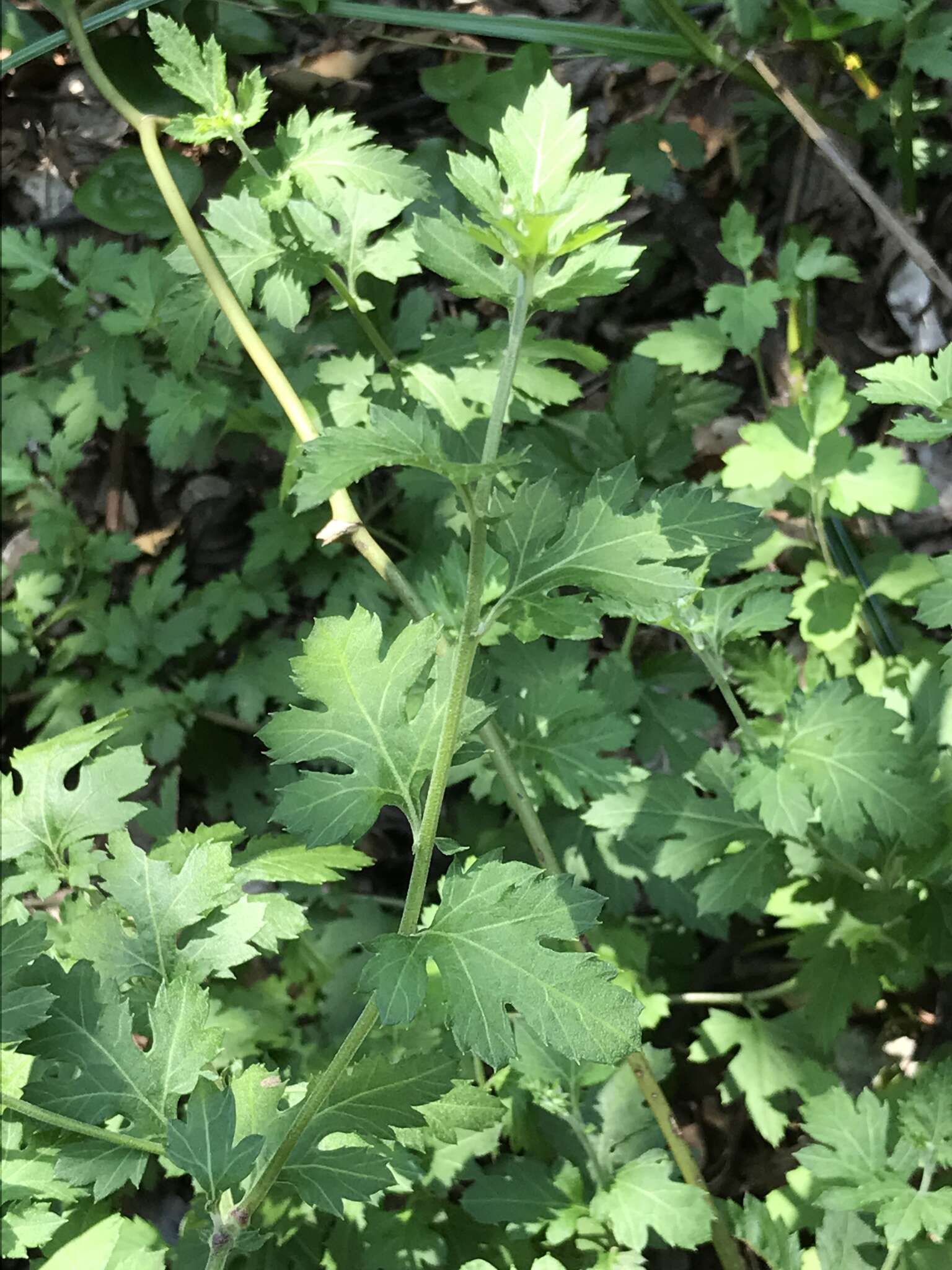 Chrysanthemum indicum L. resmi