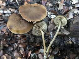 Слика од Simocybe phlebophora E. Horak 1980