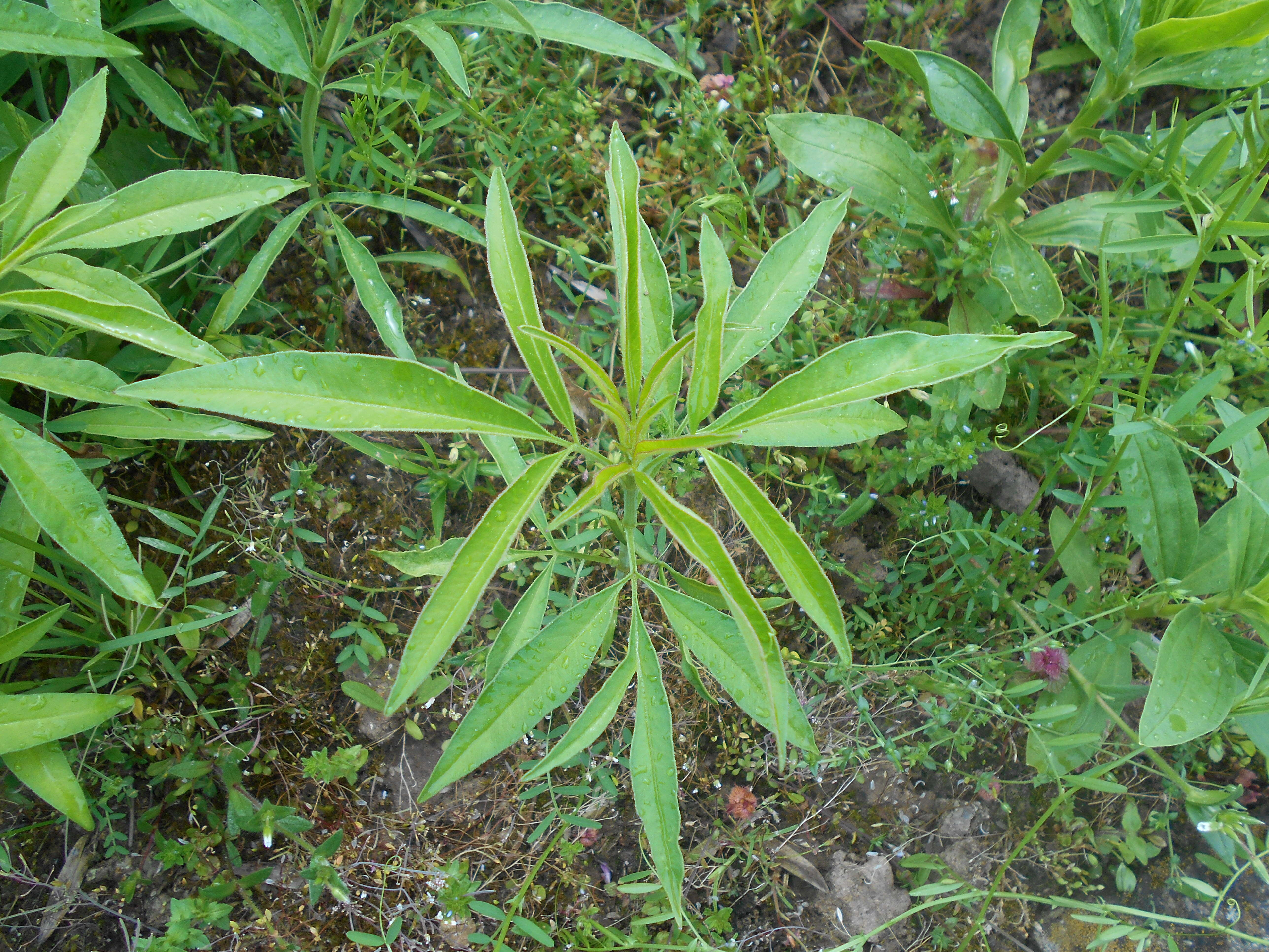 Image of tall tickseed