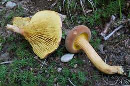 Image of Phylloporus rhodoxanthus (Schwein.) Bres. 1900