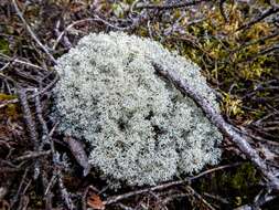 Image of reindeer lichen